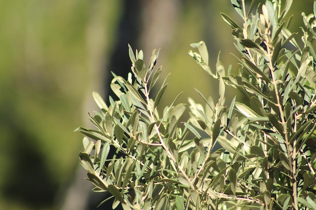 Close-up van planten die op het veld groeien