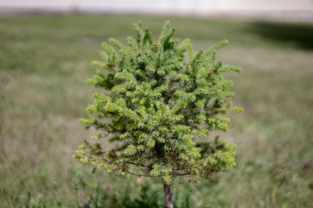 Close-up van planten die op het veld groeien