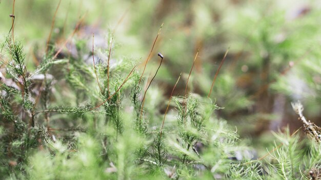 Foto close-up van planten die op het veld groeien