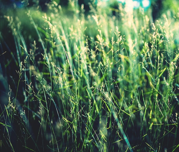 Close-up van planten die op het veld groeien