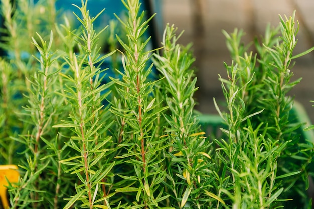 Close-up van planten die op het veld groeien