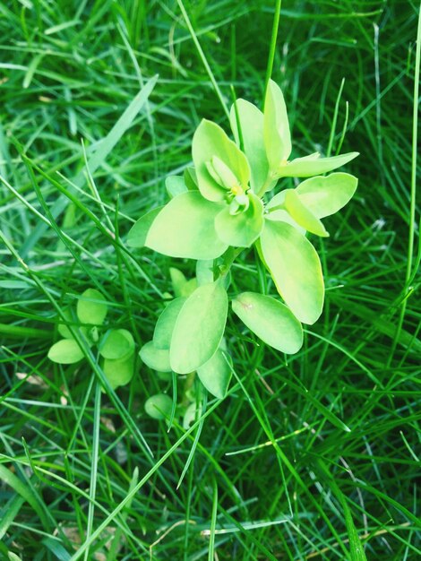 Foto close-up van planten die op het veld groeien