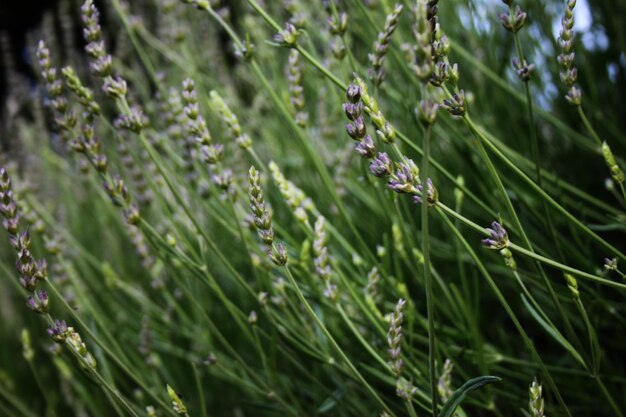 Close-up van planten die op het veld groeien