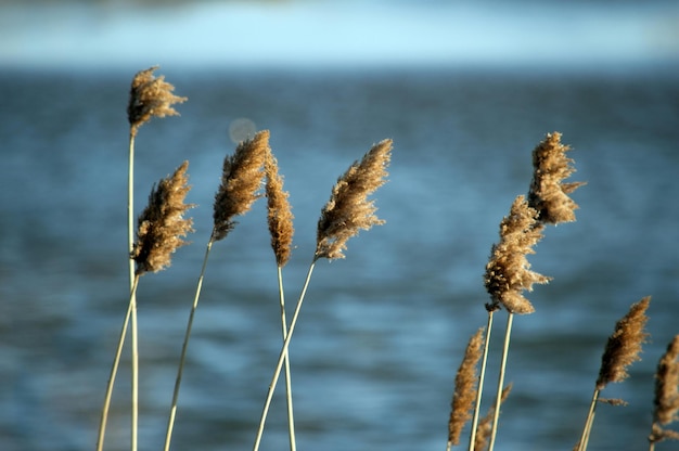 Close-up van planten die tegen de zee groeien