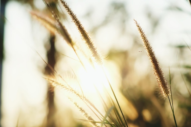 Close-up van planten die tijdens de zonsondergang groeien