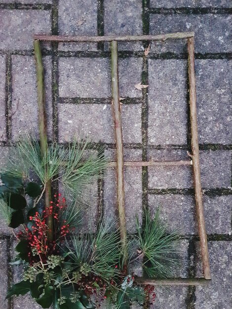 Foto close-up van planten en stokken op een voetpad