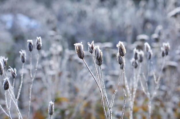 Close-up van planten in de winter