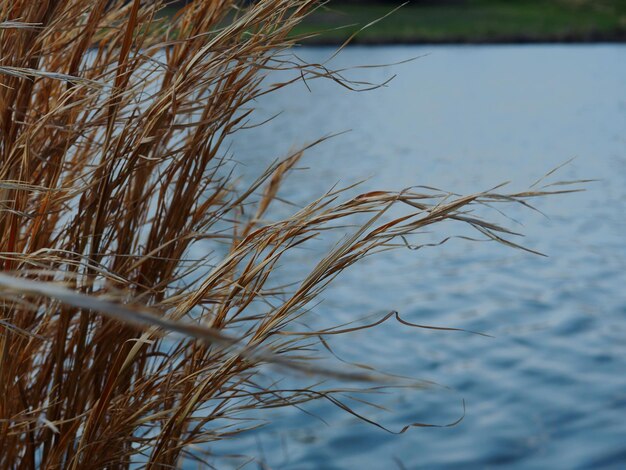 Foto close-up van planten in het meer