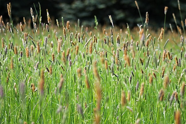 Foto close-up van planten in het veld