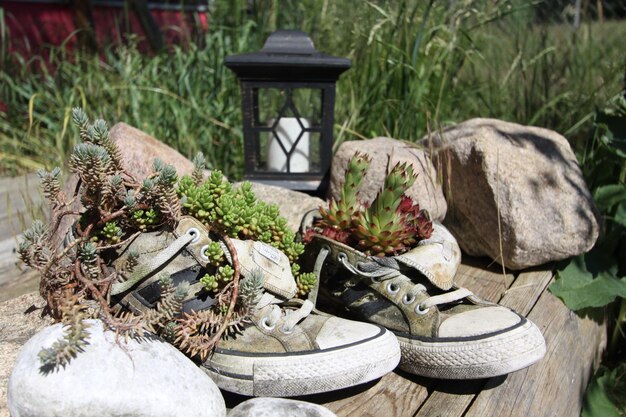 Foto close-up van planten in schoenen