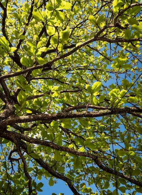 Foto close up van planten met bladeren