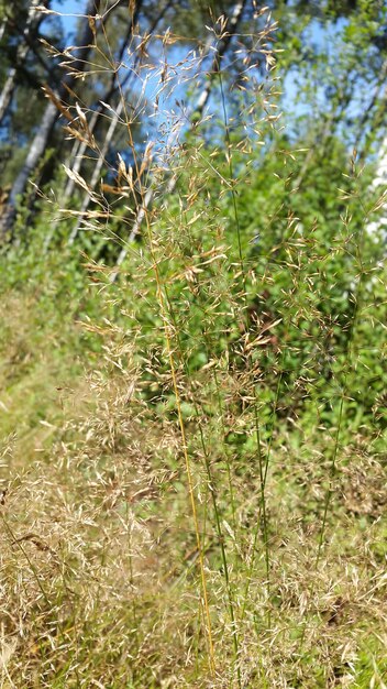 Foto close-up van planten op het veld