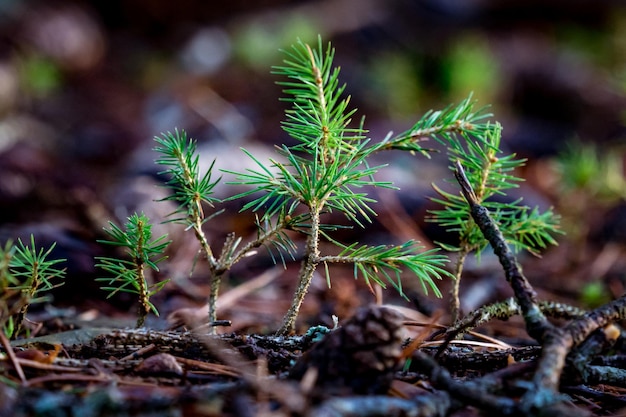 Foto close-up van planten op het veld