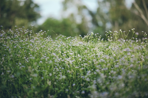 Close-up van planten op het veld