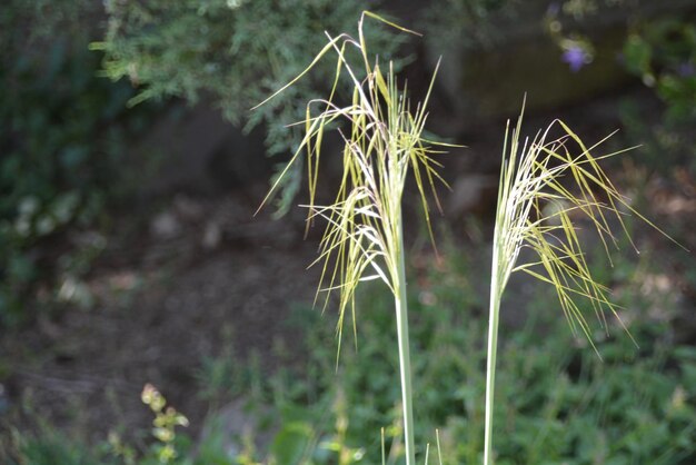 Foto close-up van planten op het veld