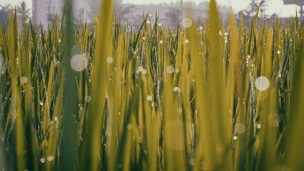 Foto close-up van planten op het veld