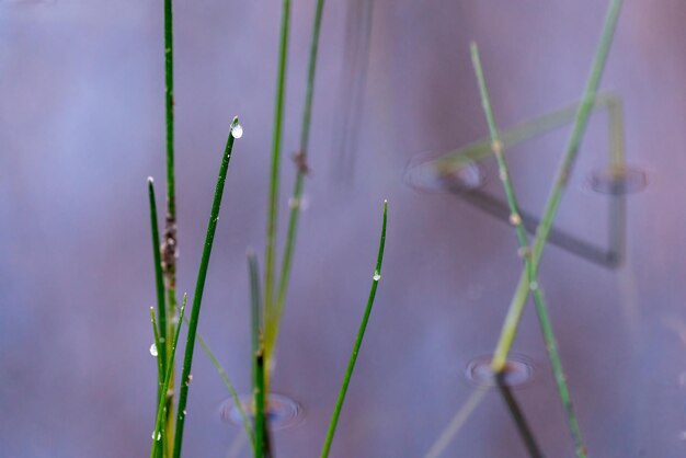 Foto close-up van planten op kalm water met reflecties in de lente en bij zonsopgang