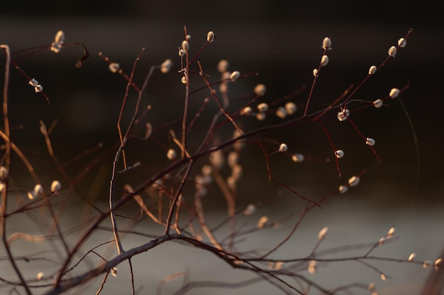 Foto close-up van planten op takken's nachts