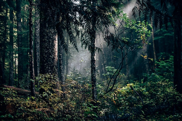 Close-up van planten tegen bomen in het bos