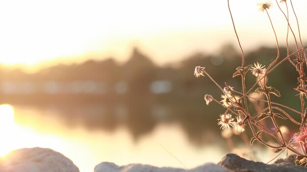 Foto close-up van planten tegen de hemel bij zonsondergang