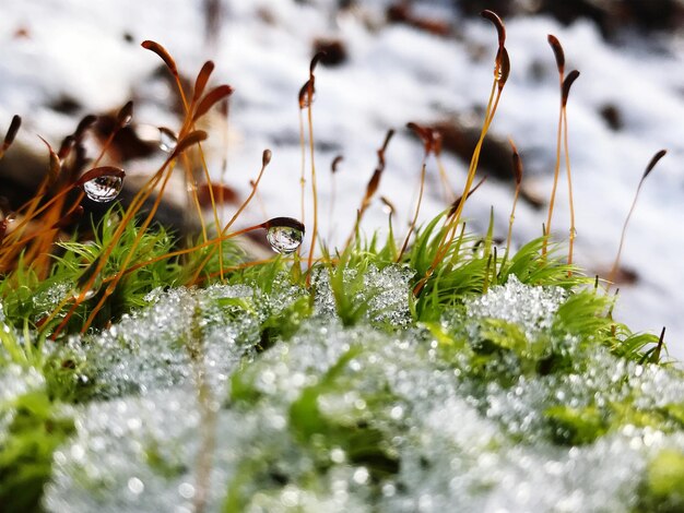 Foto close-up van planten tegen de lucht