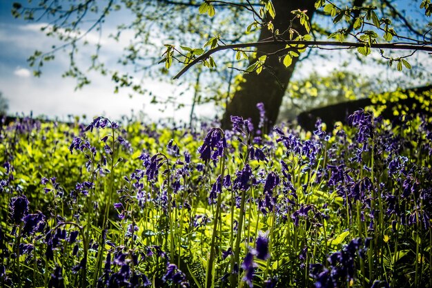 Foto close-up van planten tegen de lucht