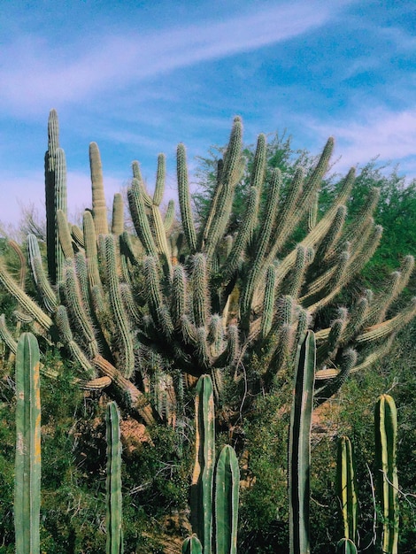 Close-up van planten tegen de lucht