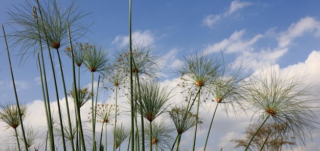 Foto close-up van planten tegen de lucht