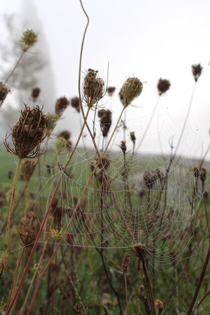 Foto close-up van planten tegen de lucht