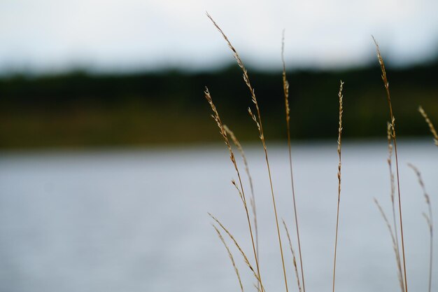 Foto close-up van planten tegen de lucht