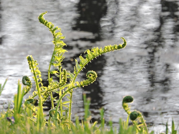 Foto close-up van planten tegen een wazige achtergrond
