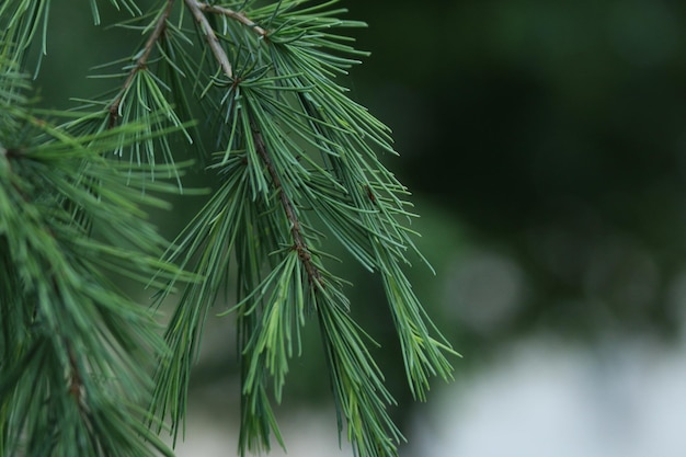 Close-up van planten tegen een wazige achtergrond