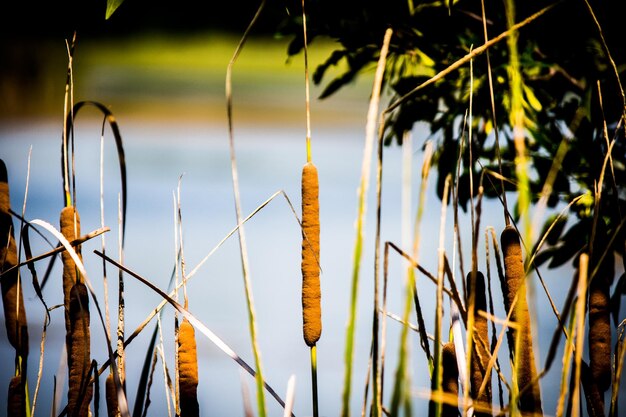 Close-up van planten tegen een wazige achtergrond