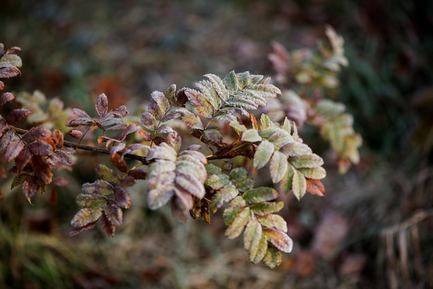 Foto close-up van planten tegen een wazige achtergrond