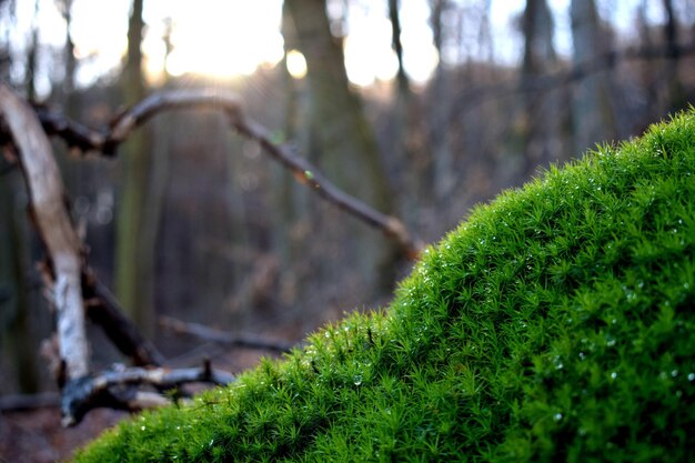 Foto close-up van planten tegen een wazige achtergrond