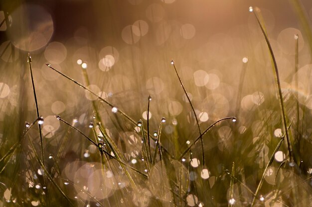 Close-up van planten tegen water