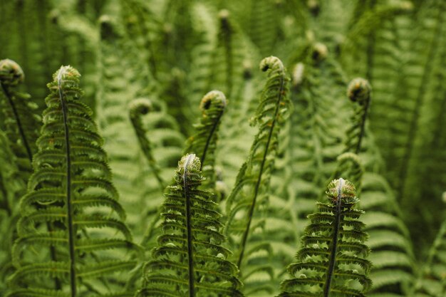 Foto close-up van planten