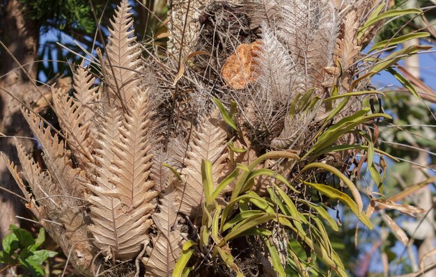 Close-up van planten