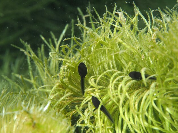 Foto close-up van planten