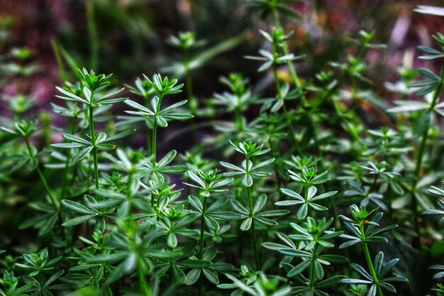 Foto close-up van planten.