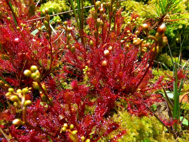 Foto close-up van planten