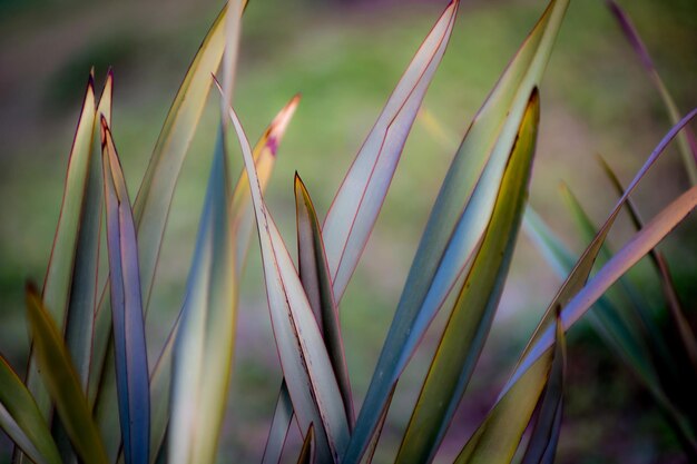 Foto close-up van planten