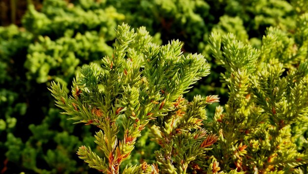 Foto close-up van planten