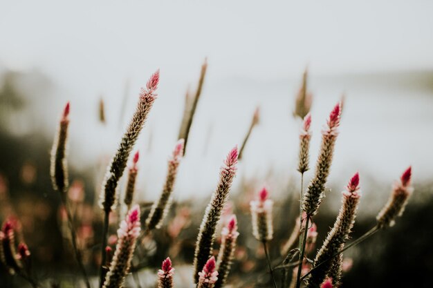 Foto close-up van planten