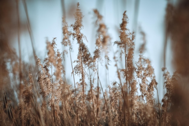 Close-up van planten