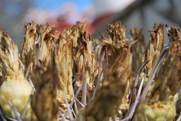 Foto close-up van planten