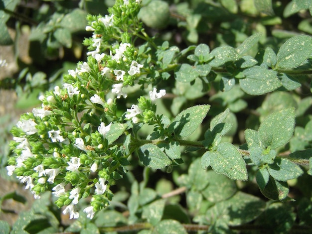 Close-up van planten