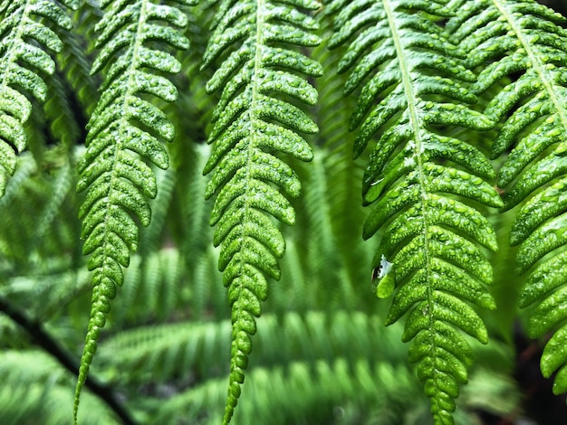 Foto close-up van planten