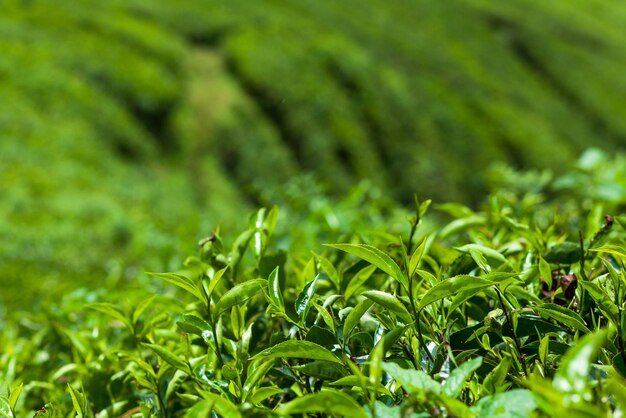 Foto close-up van planten