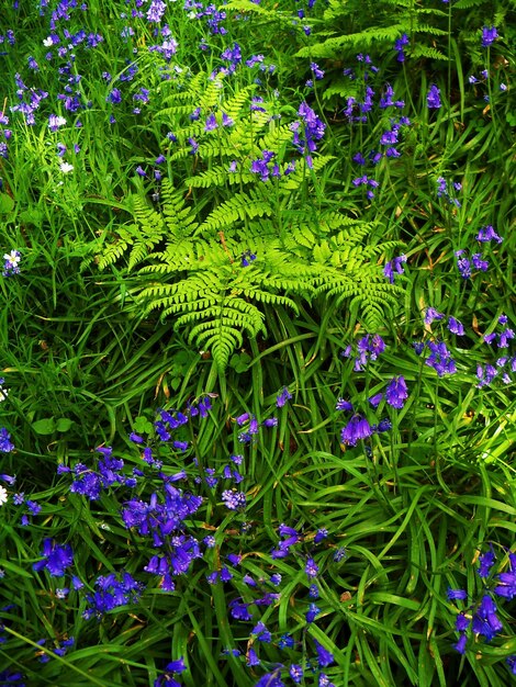 Foto close-up van planten